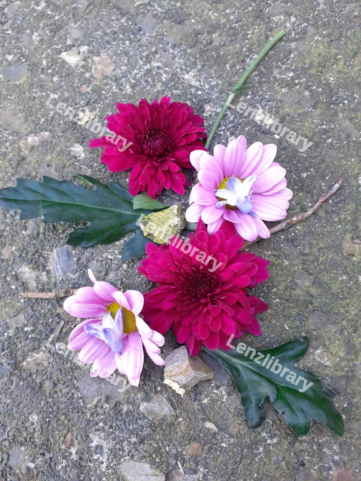 Daisy Flowers